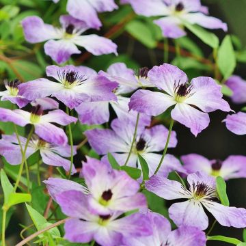 Clematis Cloudburst - Clematide