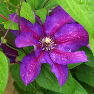 Clematis Anna Louise Evithree - Clematide