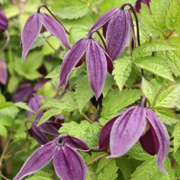 Clematis Brunette - Clematide