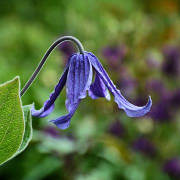 Clematis integrifolia Baby Blue - Clematide