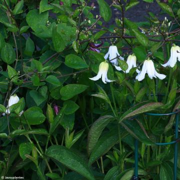 Clematis integrifolia Baby White - Clematide