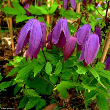 Clematis Tage Lundell - Clematide