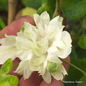 Clematis Delphine - Clematide