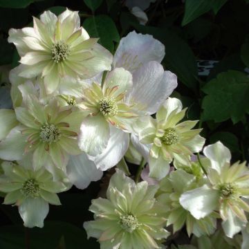 Clematis montana Double Delight - Clematide