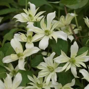 Clematis Jenny Keay - Clematide