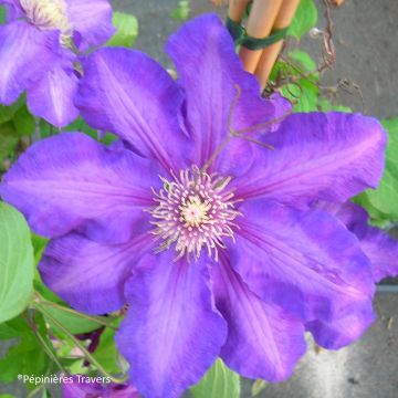 Clematis Kjell - Clematide