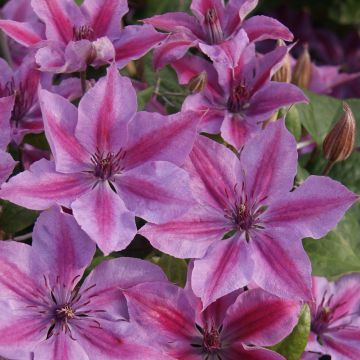 Clematis Mon Cherry - Clematide