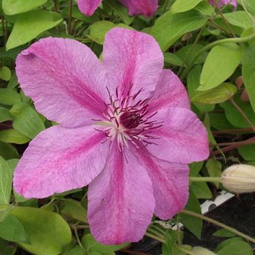 Clematis SUCCESS Candy - Clematide