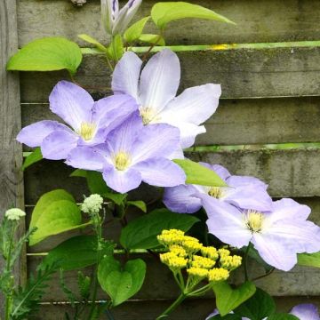 Clematis Success Lavender - Clematide