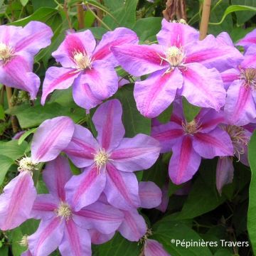 Clematis Vivienne Beth Currie - Clematide