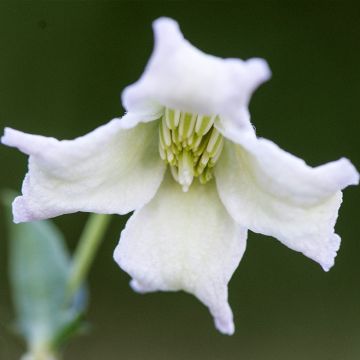 Clematis campaniflora - Clematide