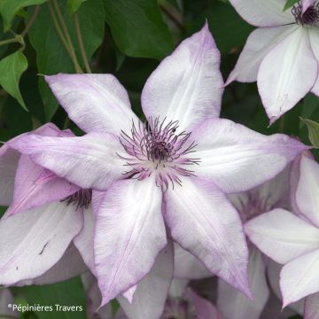 Clematis florida Utopia - Clematide
