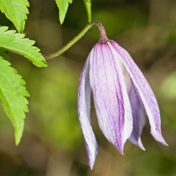 Clematis Willy - Clematide