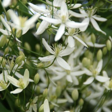 Clematis Southern Cross - Clematide