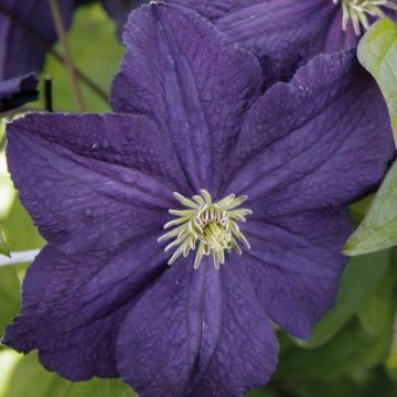 Clematis jackmanii Trikatrei - Clematide