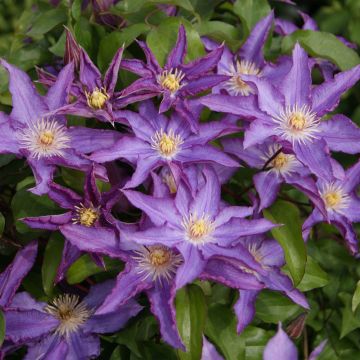 Clematis Palette - Clematide