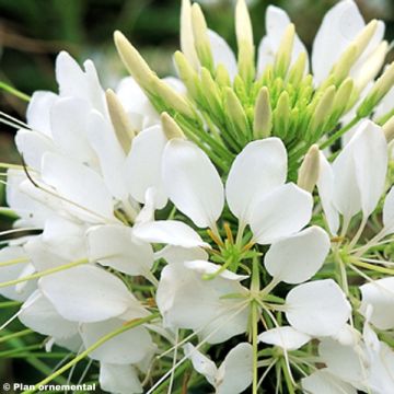 Cleome Sparkler White