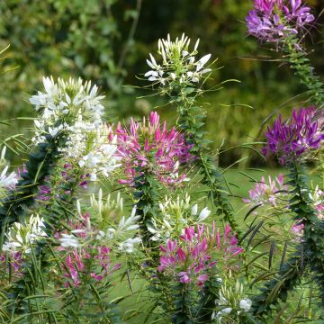 Cleome Colour Fountain Mix