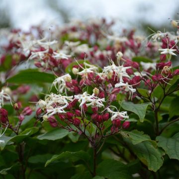 Clerodendro Purple Blaze - Clerodendrum trichotomum