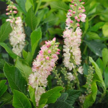 Clethra alnifolia Rosea
