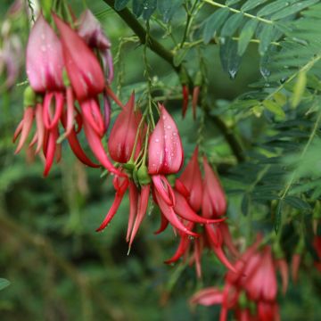 Clianthus puniceus Flamingo - Becco di Pappagallo