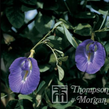 Clitoria ternatea