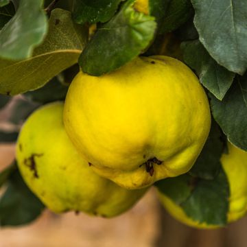 Cotogno Rea's Mammoth