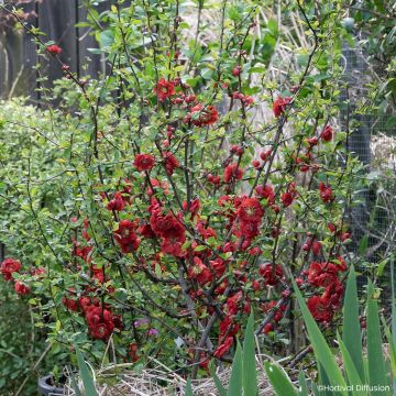 Cognassier du Japon - Chaenomeles speciosa Double Delice Love