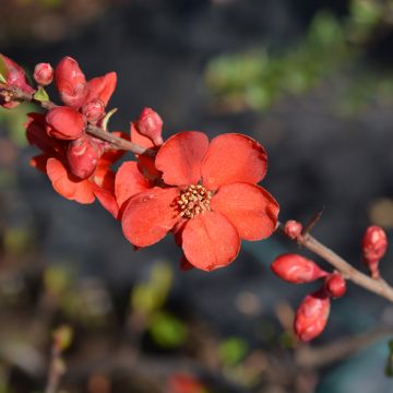 Chaenomeles superba Hollandia - Fior di Pesco