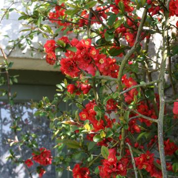 Chaenomeles speciosa Fire dance - Fior di Pesco