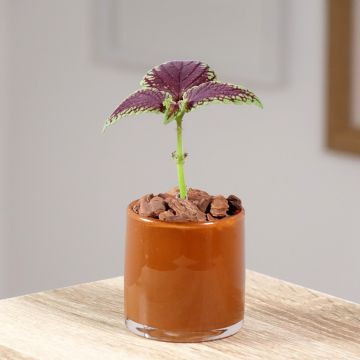 Coleus MS Abbey Road