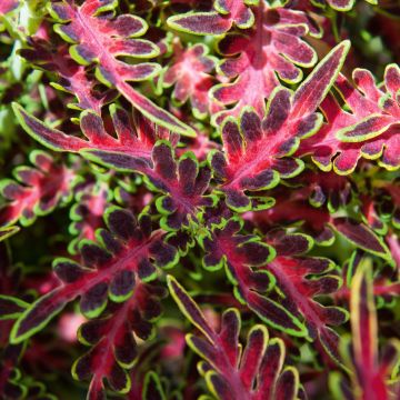 Coleus Tropical Feather - Coleo