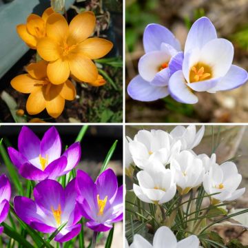 Collezione 115 Crocus Botanici