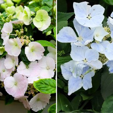 Collezione 2 ortensie interspecifiche