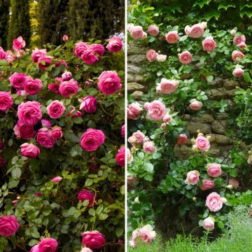 Rose rampicante Collection 2 rosa