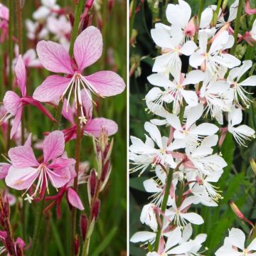 Collezione 3 Gaura in Rosa e Bianco