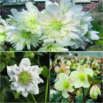 Ellebori bianchi della Collezione 3