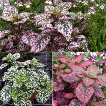 Collezione 3 Hypoestes Hippo