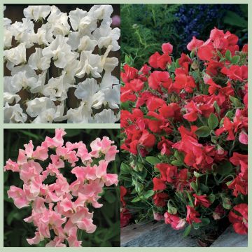 Collezione Semi 3 Piselli odorosi