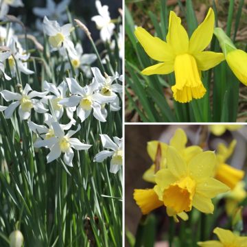 Collezione 30 Narciso precoce