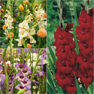 Collezione 60 Gladioli Arlecchino