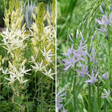Collezione 8 Camassia Bianca e Blu