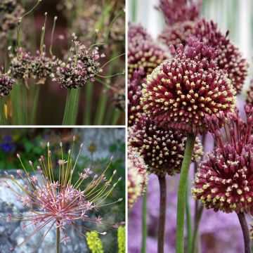 Collezione Alliums Strani