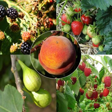 Collezione Marmellate Plus - 5 albero da frutto e piccoli frutti