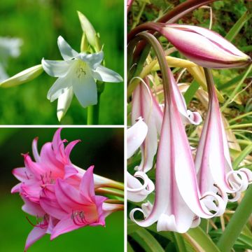 Collezione Crinums powellii