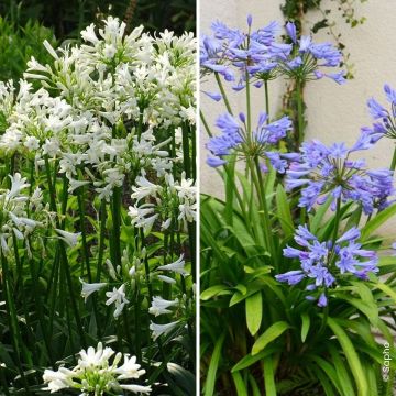 Collezione Duo di Bulbi di Agapanthus Pitchoune