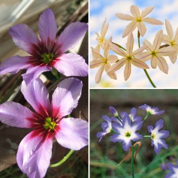 Collezione Leucocorynes - Glorie del Sole