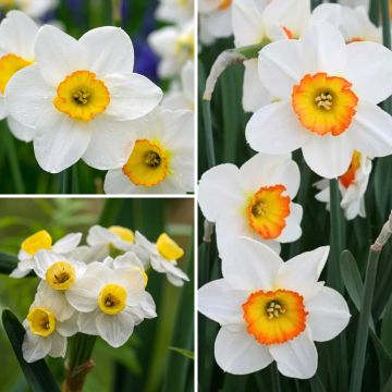Collezione di Narcisi Profumati