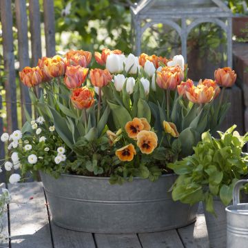 Collezione Arancione vitamina