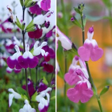 Collezione Salvia arbustiva Lips